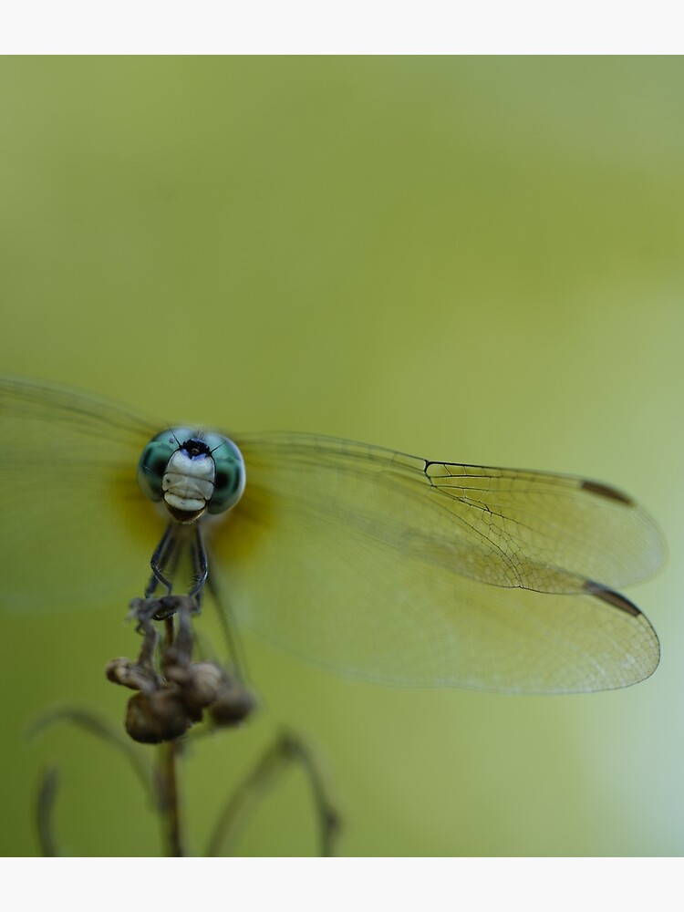 The Happiest Little Dragonfly - A Blue Dasher by acwb