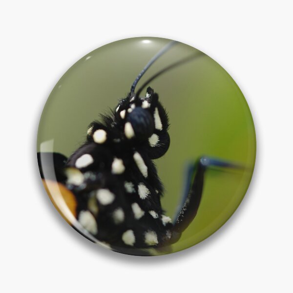 Artikelvorschau, Schöne Monarch Nahaufnahme entworfen und verkauft von acwb.