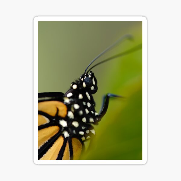 Beautiful Monarch Closeup Sticker