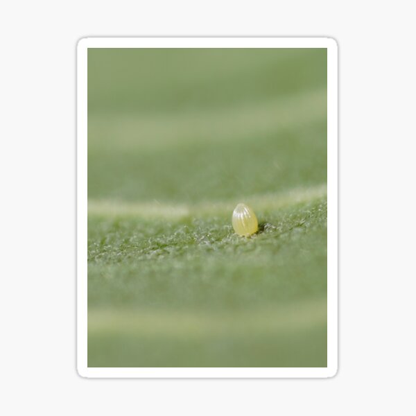 Monarch Egg - the beginning of its life Sticker