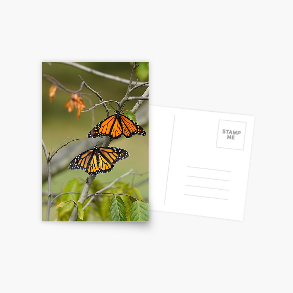 Item preview, Postcard designed and sold by acwb.