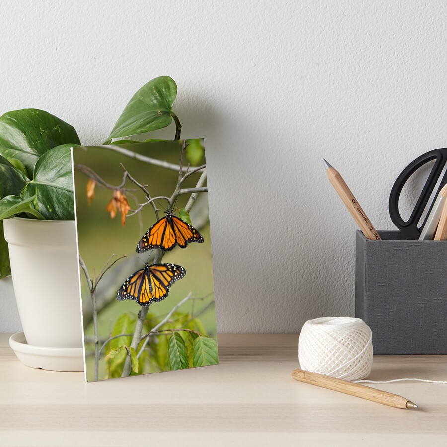 Male and Female Monarchs Art Board Print
