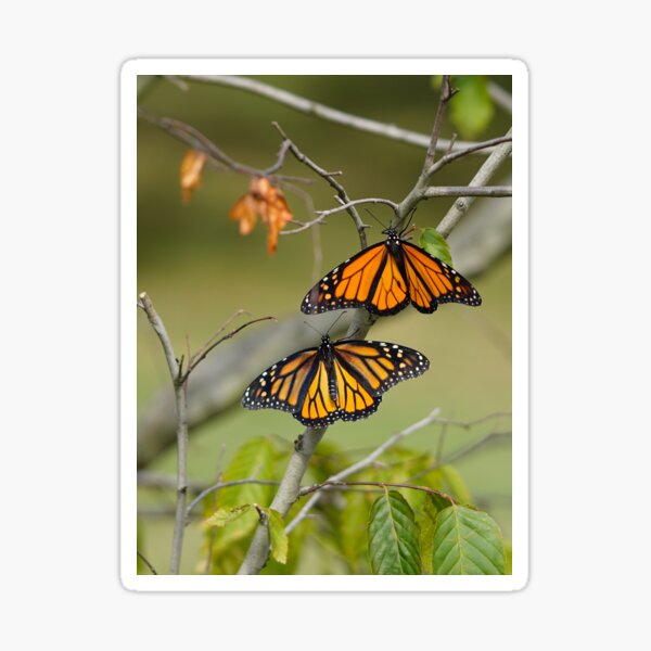 Male and Female Monarchs Sticker