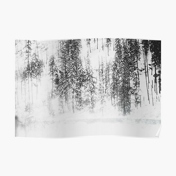 Snowy Evergreens Poster