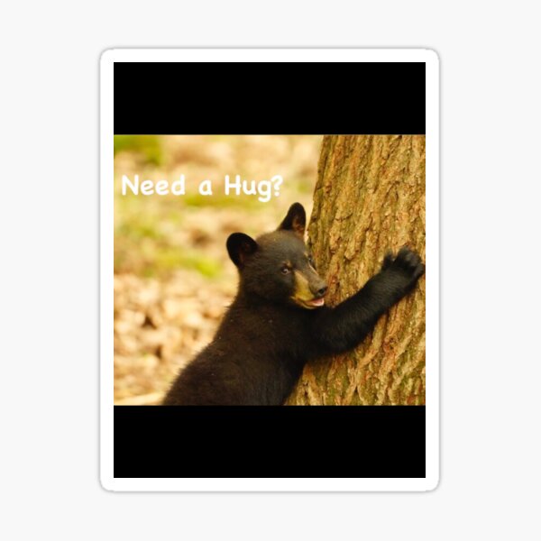 Need a Hug? Black Bear cub! Sticker