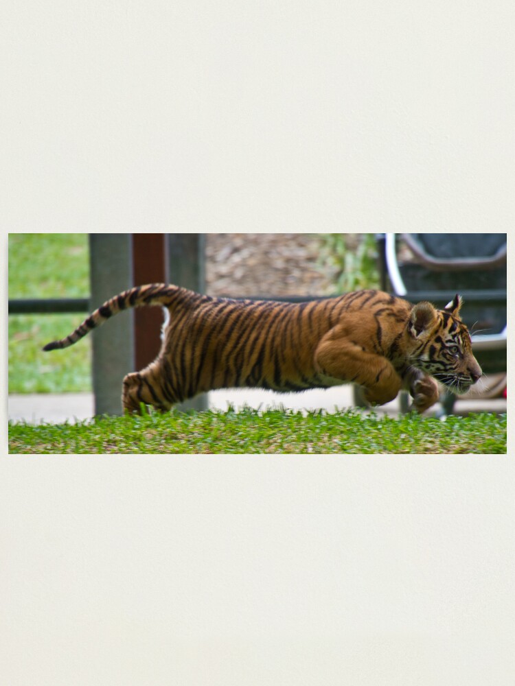 Alternate view of Speed Photographic Print