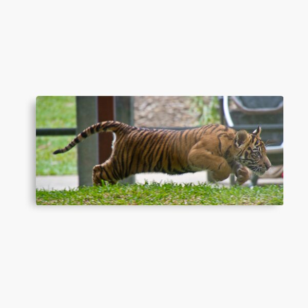 Speed Metal Print