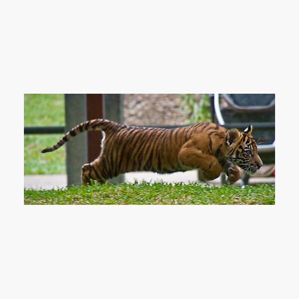 Speed Photographic Print