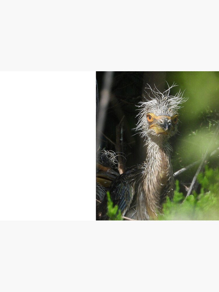 Quarantine Hair - Black Crowned Night Heron chick by acwb