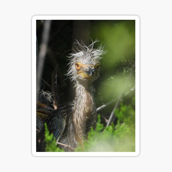Quarantine Hair - Black Crowned Night Heron chick Sticker