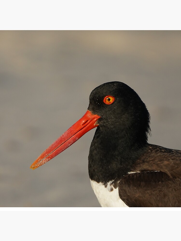 Thumbnail 2 of 2, Tote Bag, American Oystercatcher designed and sold by acwb.