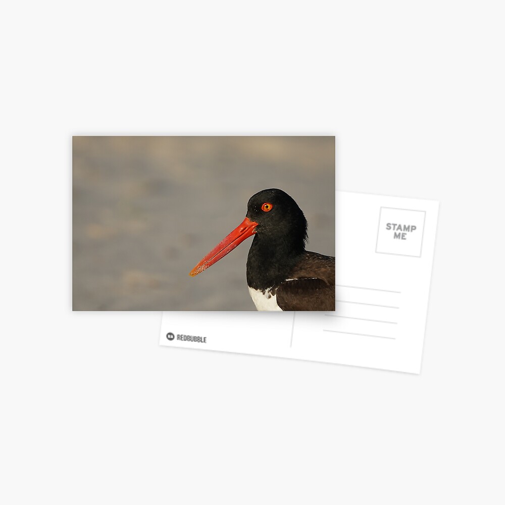 Item preview, Postcard designed and sold by acwb.