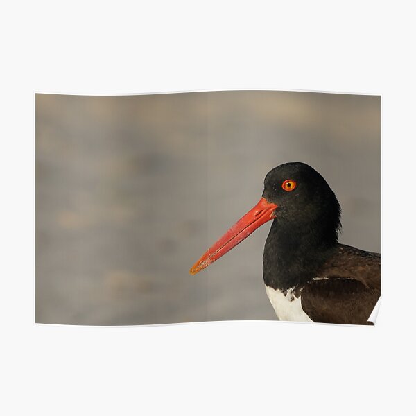 American Oystercatcher Poster