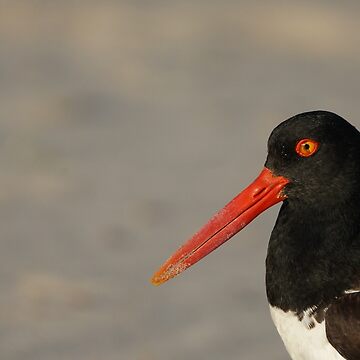 Artwork thumbnail, American Oystercatcher by acwb
