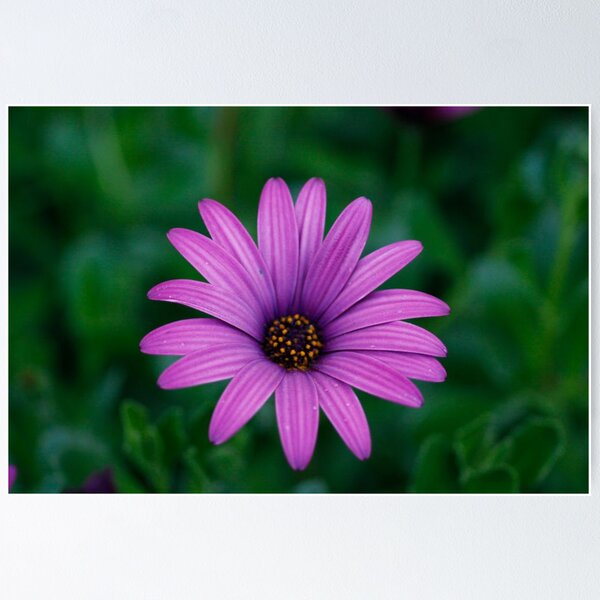 Item preview, Purple Delight designed and sold by Greg and Margaret Buck.