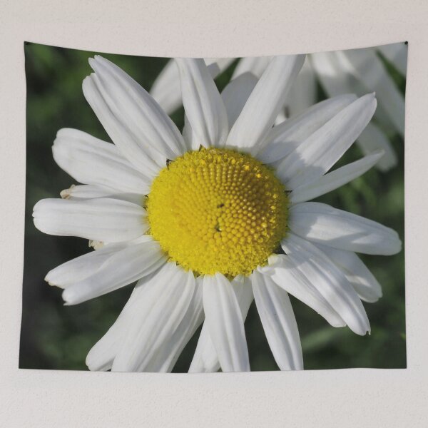 Item preview, Daisy designed and sold by Alan Mackinnon.