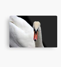Swan Metal Print