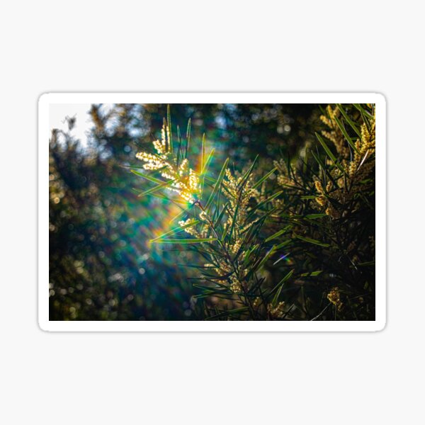 Item preview, Currawang Acacia Tree with Beautiful Rainbow Lens Flare designed and sold by FigTreeMagick.