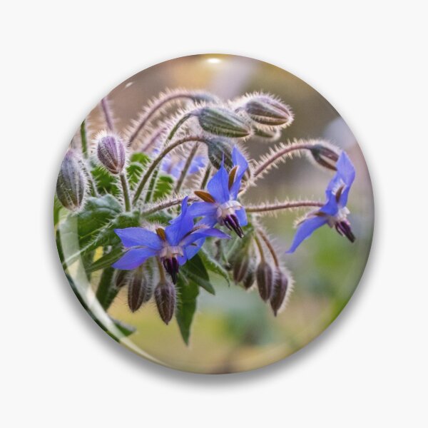 Item preview, Purple Flowering Borage in Sunlit Gardens designed and sold by FigTreeMagick.