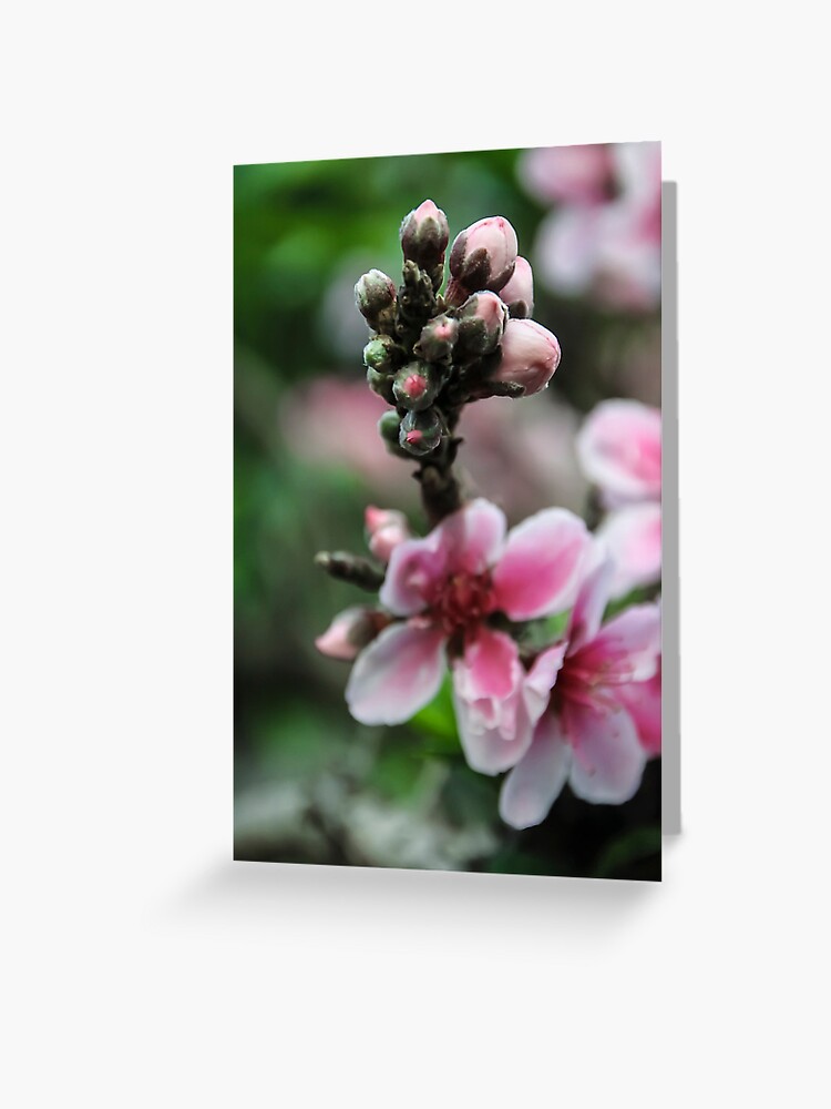 Tarjetas de felicitación «Flores de durazno» de heatherfriedman | Redbubble