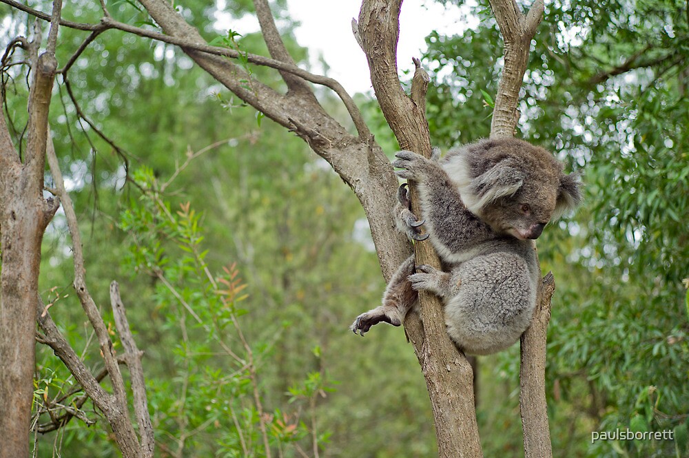 koala near harrah