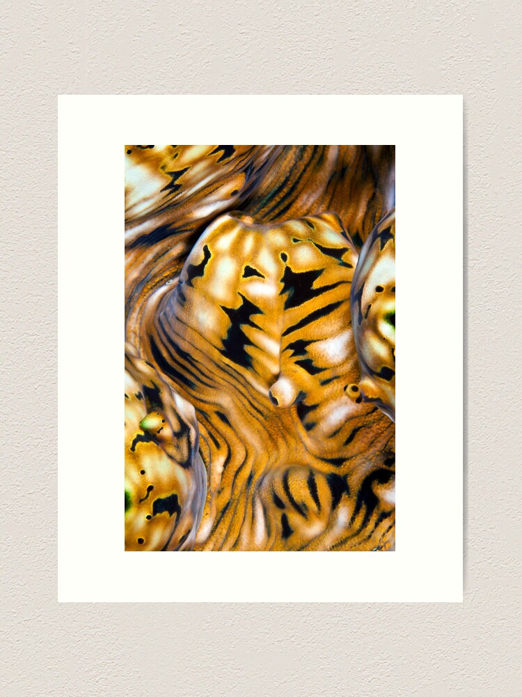 Alternate view of Giant clam paisley Art Print