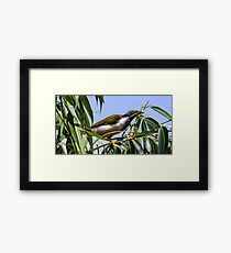 Young Blue-faced Framed Print