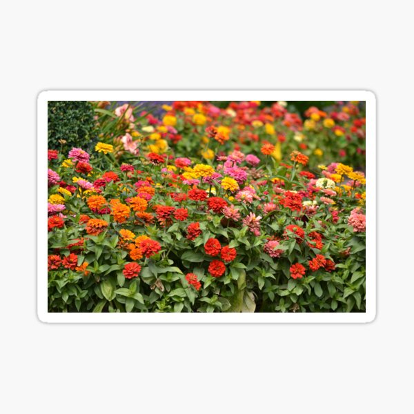 Flowers Sticker