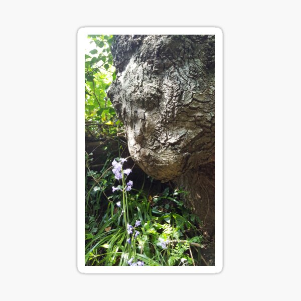 Tree Meets Bluebell Sticker