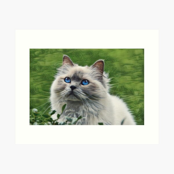 Himalayan Cat Art Prints Redbubble