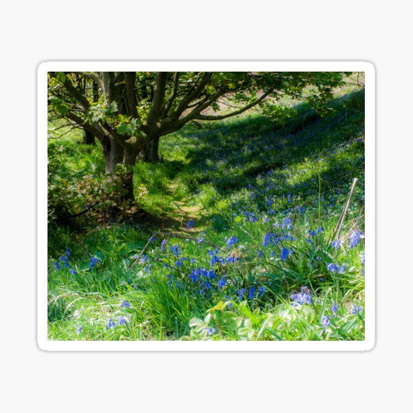 Bluebell Dell Sticker