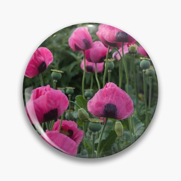 Item preview, Shell Shaped Poppies designed and sold by Georgia Mizuleva.