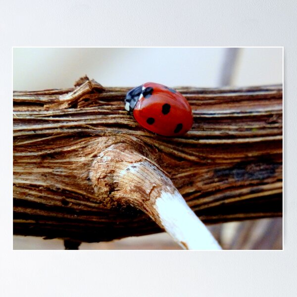 Item preview, I saw it on the Grapevine designed and sold by mikebov.