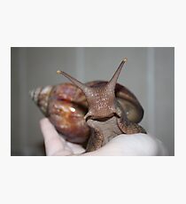 Female Giant African Land Snail Photographic Print