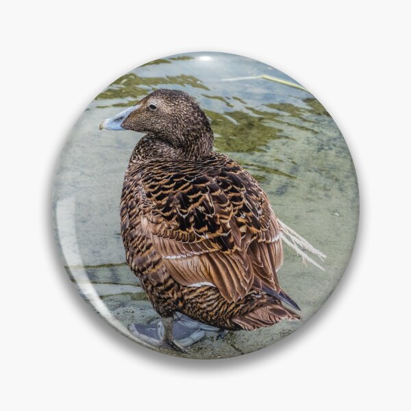 Item preview, Common eider duck designed and sold by Radibor78.