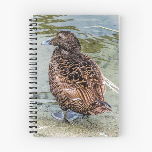 Item preview, Common eider duck designed and sold by Radibor78.