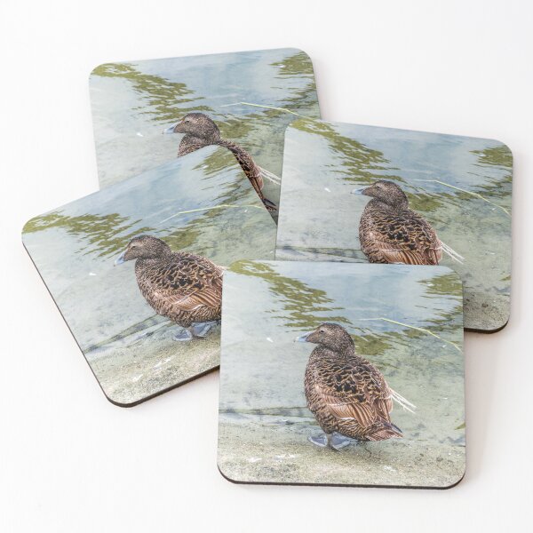 Item preview, Common eider duck designed and sold by Radibor78.