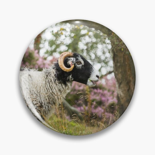 Artikelvorschau, Swaledale-Schafe auf Moorland II entworfen und verkauft von Jane Stanley Photography.