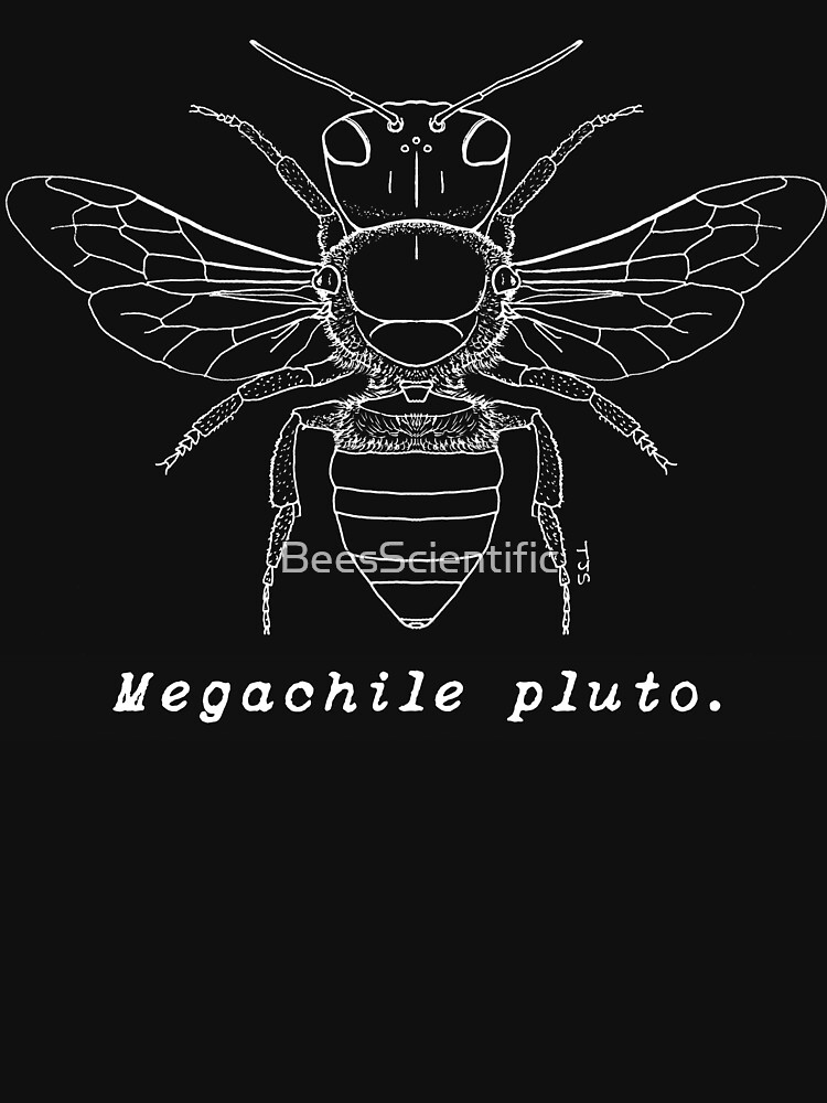 Wallace's Giant Bee, Megachile pluto - White Print by BeesScientific