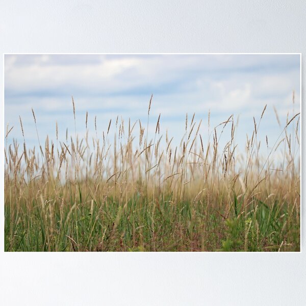 Item preview, Sky and Grass in Prairie designed and sold by Susie Kramer.