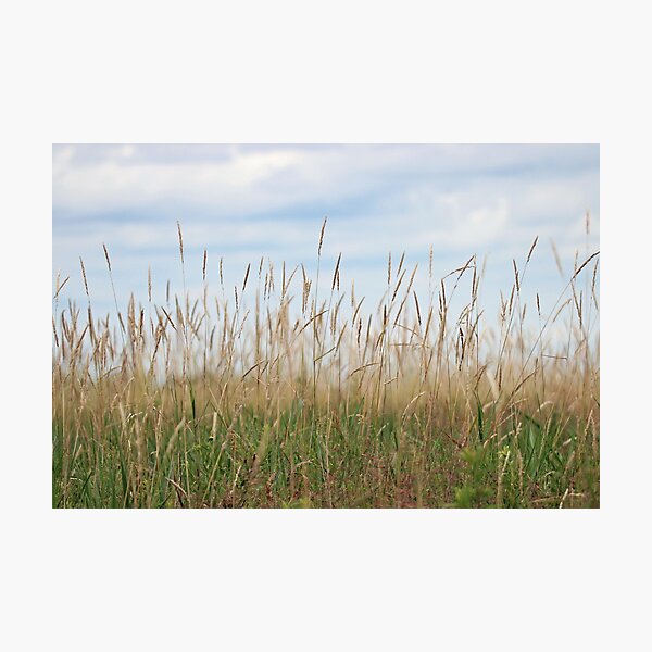 Artikelvorschau, Himmel und Gras in der Prärie entworfen und verkauft von Susie Kramer.
