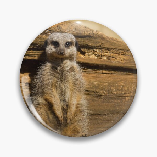 Item preview, Sunbathing Meercat designed and sold by CClarkePhotos.
