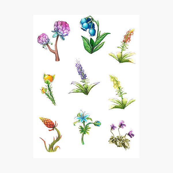 BOTW flowers Photographic Print