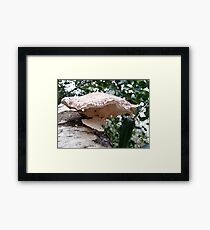 Fungus Framed Print