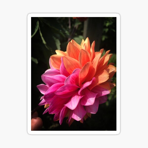 Item preview, Rare Half Pink Half Orange Dahlia Flower side profile 036 designed and sold by Bees-n-Flowers.