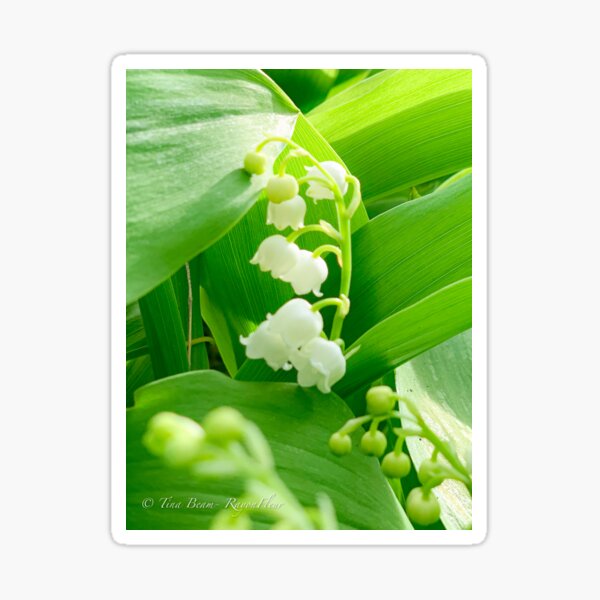 Item preview, Lily of the Valley- May official flower  designed and sold by RayonFleur.