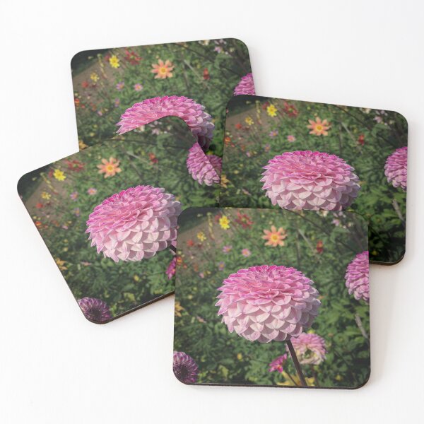 Item preview, Pale Pink to Bright Magenta Ball Dahlia in the Flower Garden 037 designed and sold by Bees-n-Flowers.