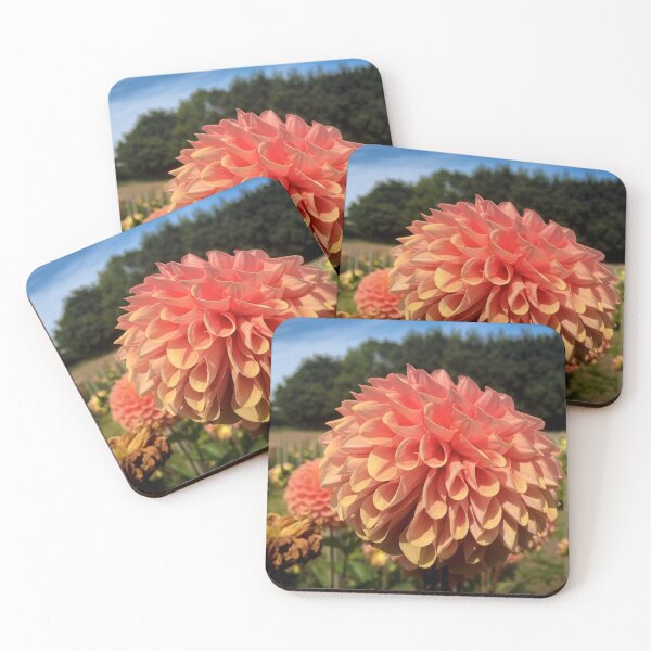 Item preview, Dusky Orange Fading into a Soft Pink Dahlia Cornel Bronze Flower. Beautiful Ball Petal Shape 040 designed and sold by Bees-n-Flowers.