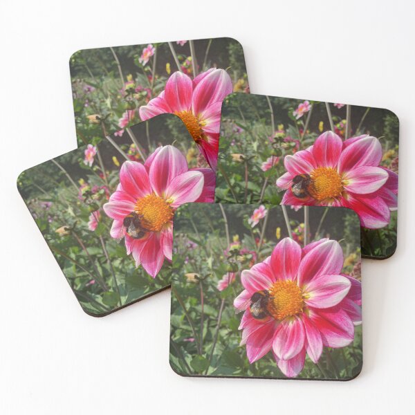 Item preview, Bumblebee gathering Pollen in the Garden from a Single Pink Dahlia Flower 042 designed and sold by Bees-n-Flowers.