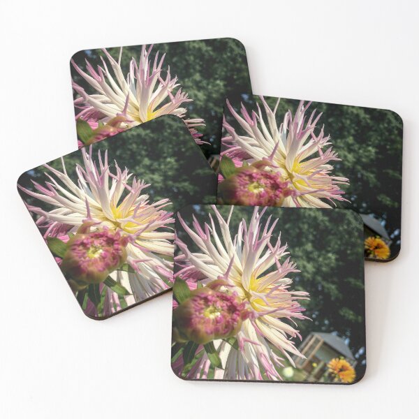 Item preview, Spikey Fimbriated Semi-Cactus Dahlia Flower. White Petals with Yellow Center and Pink Tips 043 designed and sold by Bees-n-Flowers.